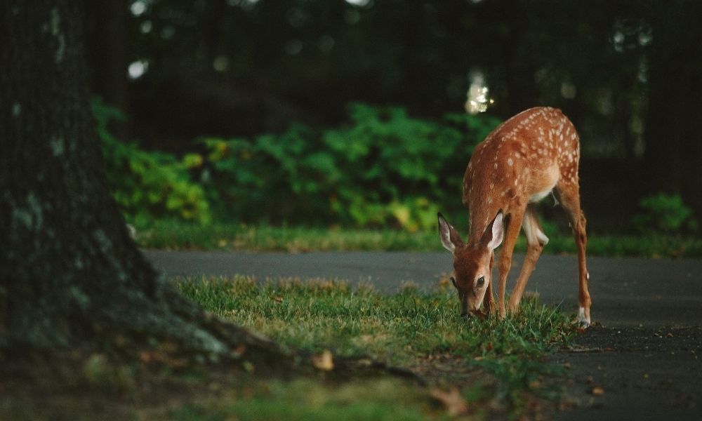 deer