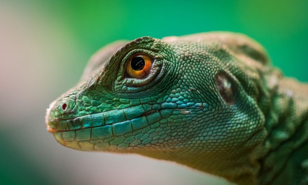 reptile