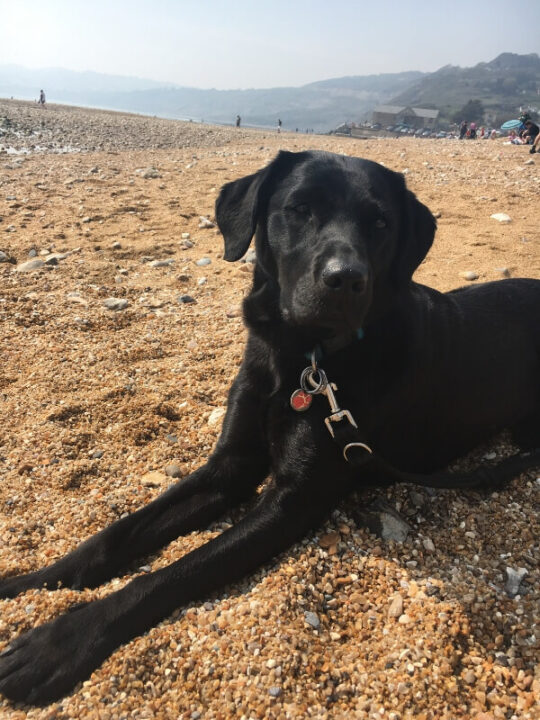 labrador on beach