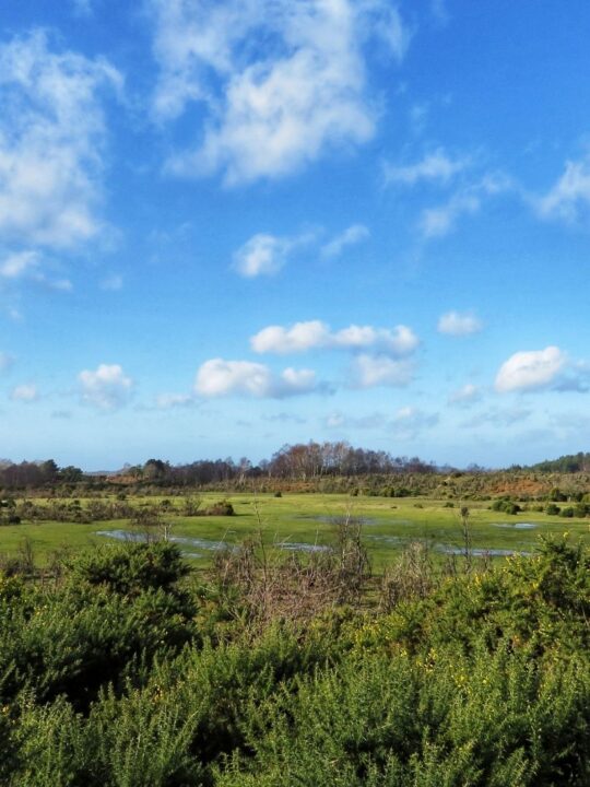 view across Rockford Common