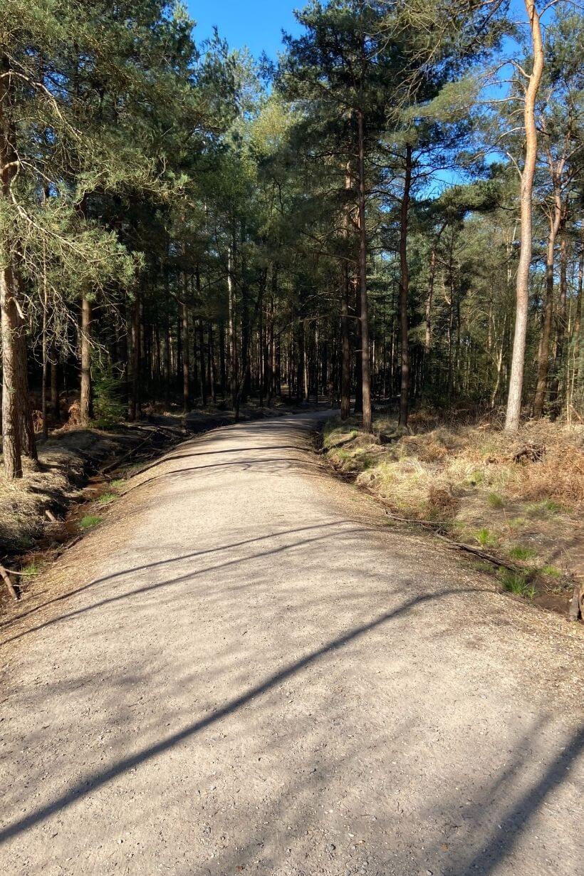 forest path