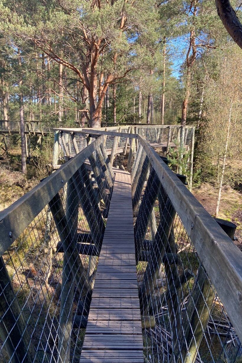 forest trail