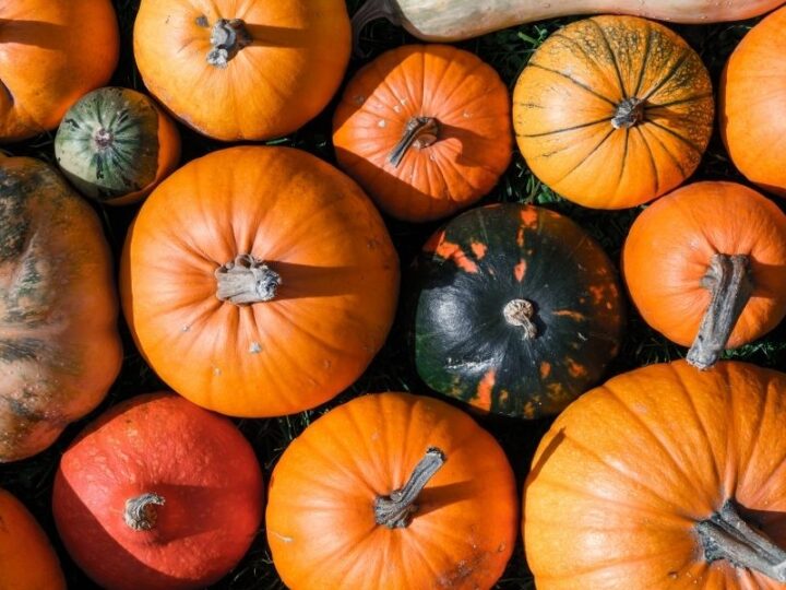 pumpkins