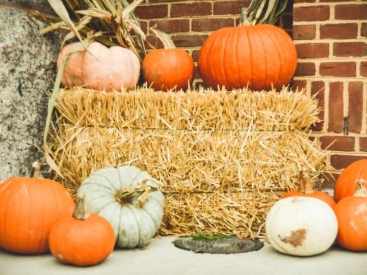 pumpkins