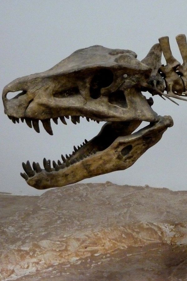 dinosaur fossil