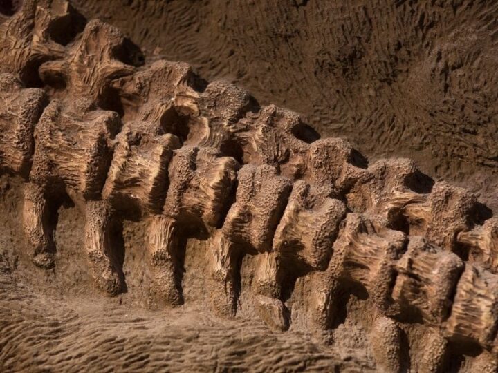 dinosaur fossil