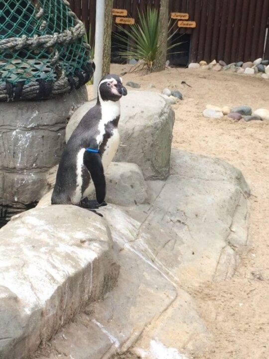 penguins at weymouth sealife centre