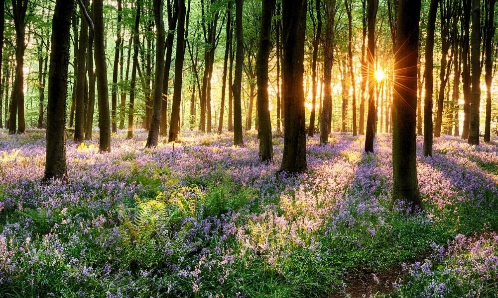 bluebells in a wood