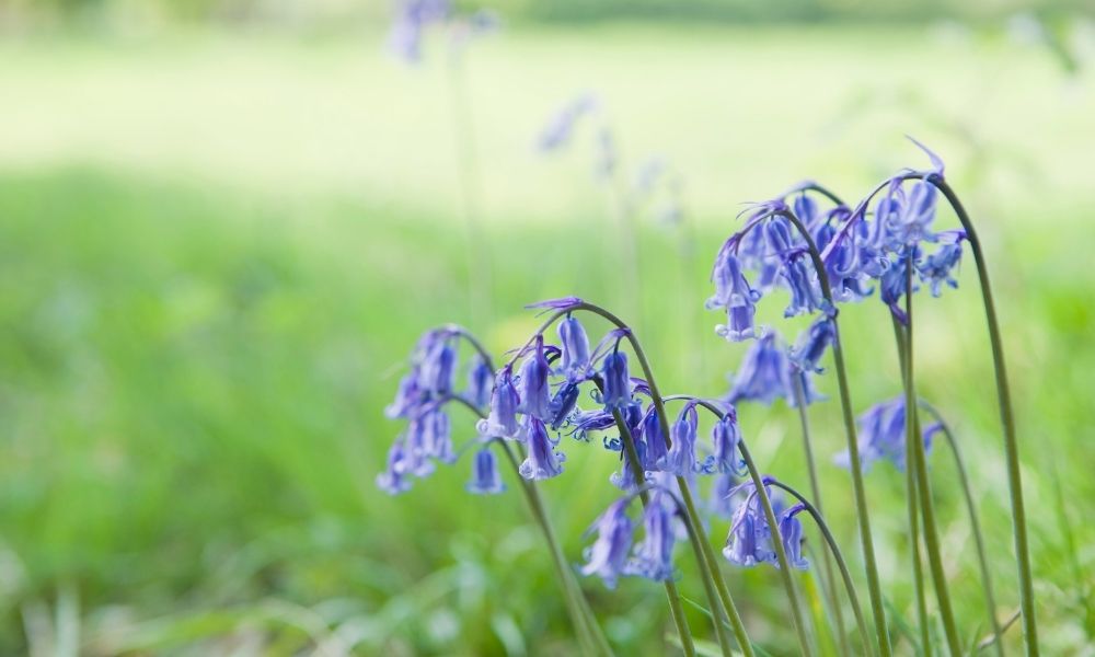 bluebells