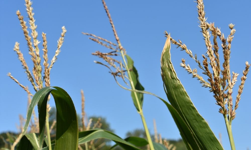 maize