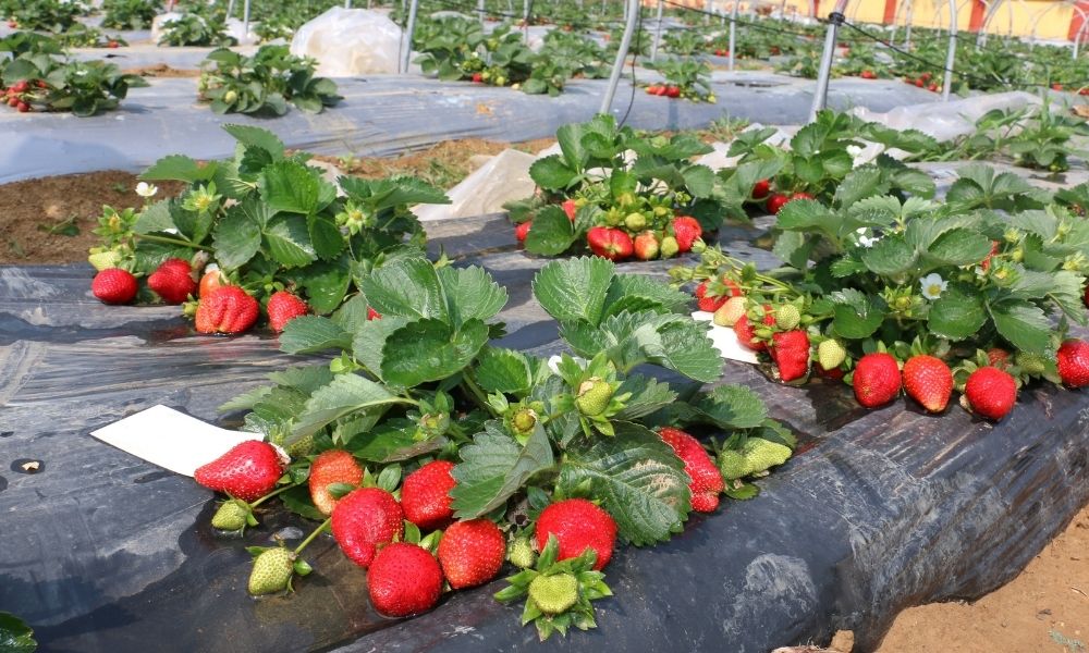 ripe strawberries