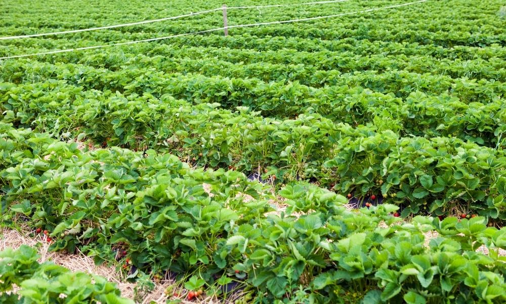 strawberry fields