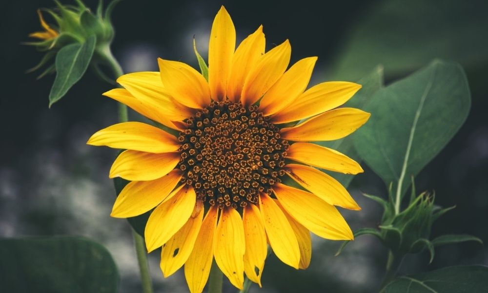 sunflower