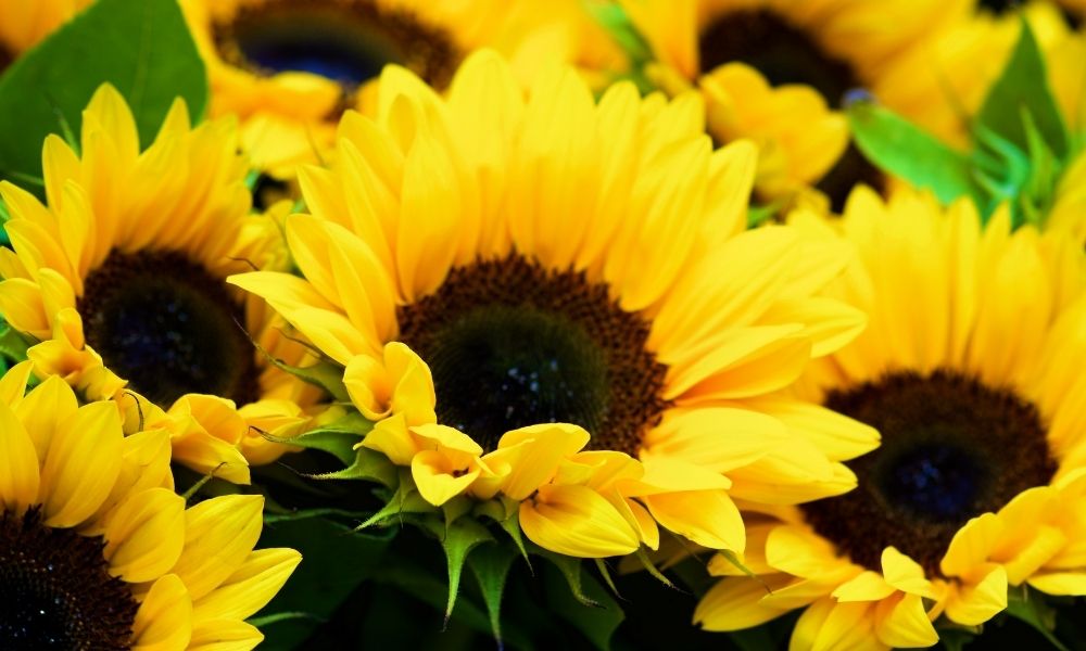 sunflowers