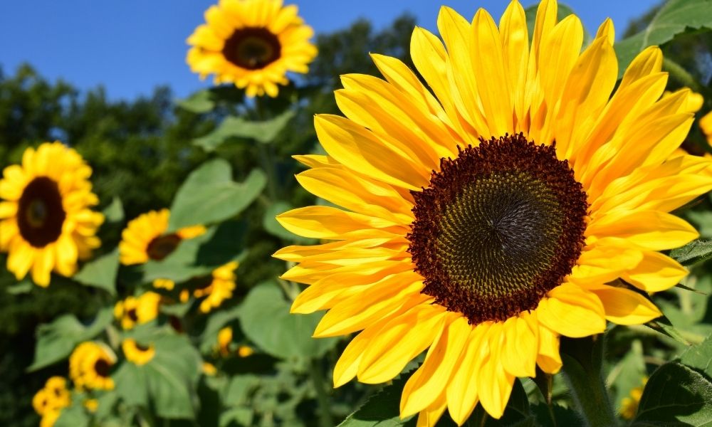 sunflowers
