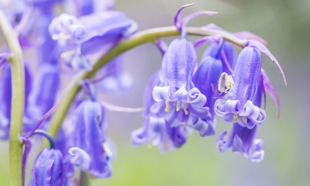 bluebells up close