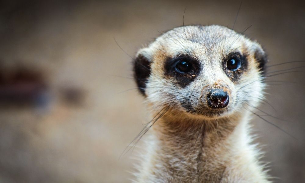 curious meerkat