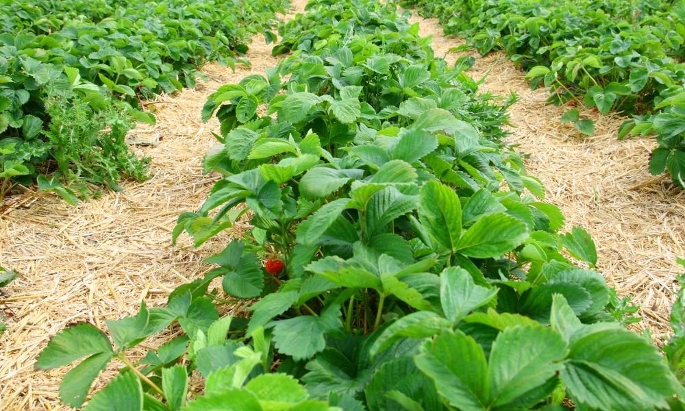 rows of strawberries