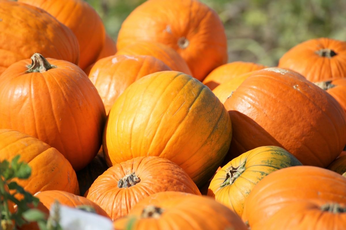 pumpkins