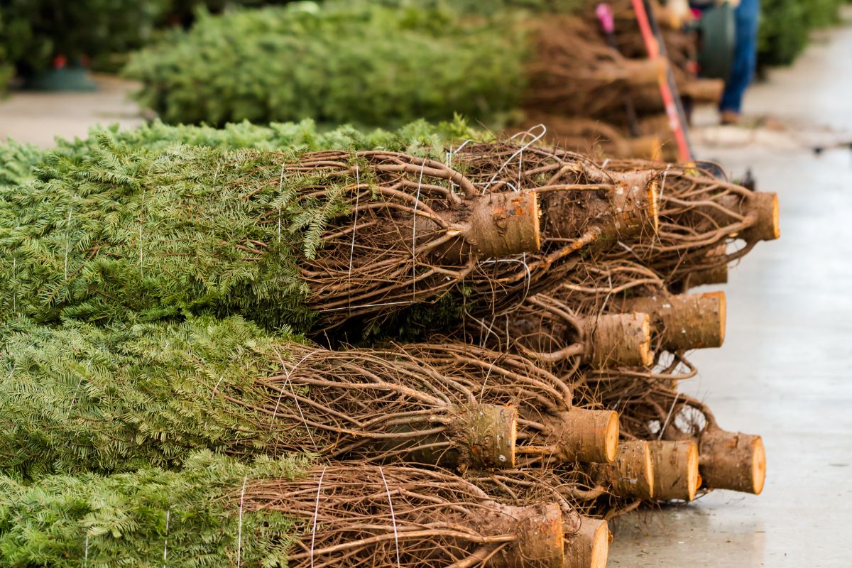 cut christmas trees