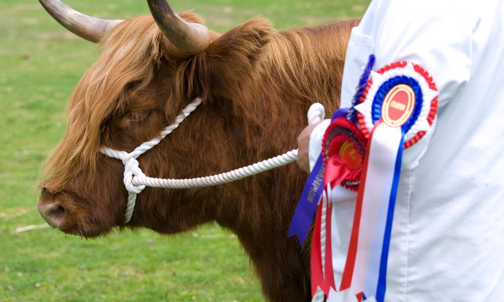 cow and rosettes