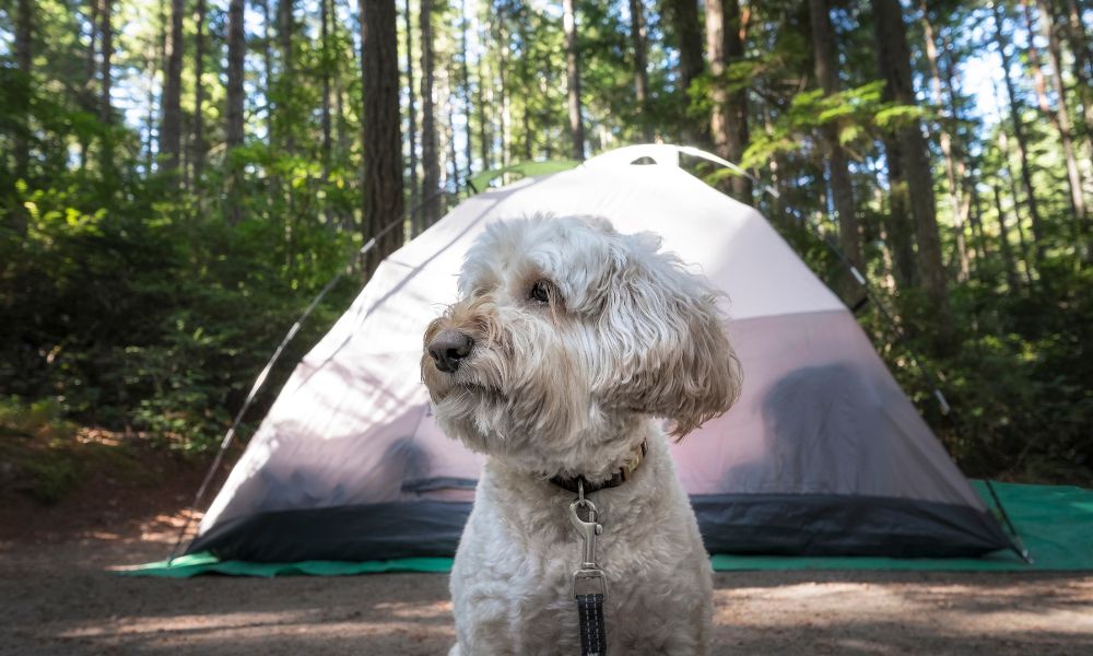 dog by a tent