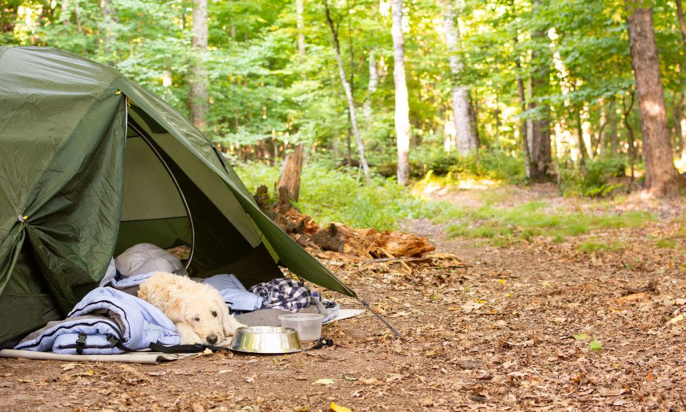 dog laying next to a tent