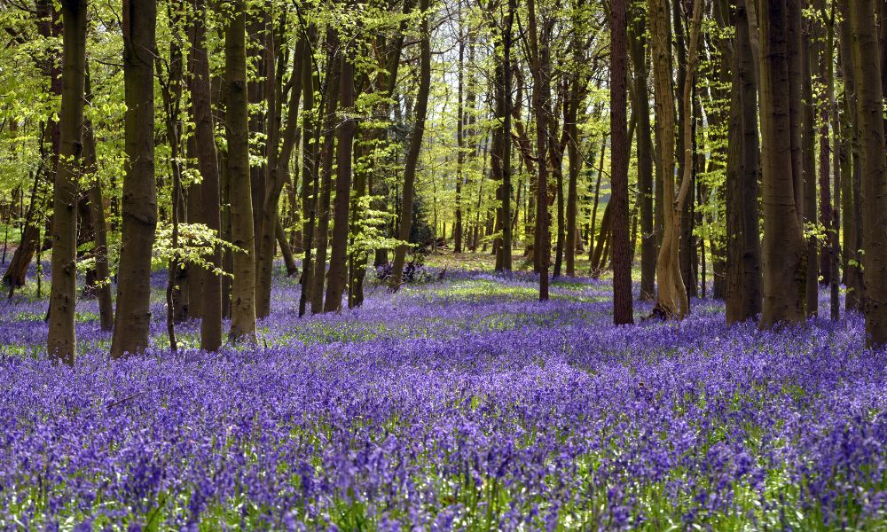 carpet of bluebells