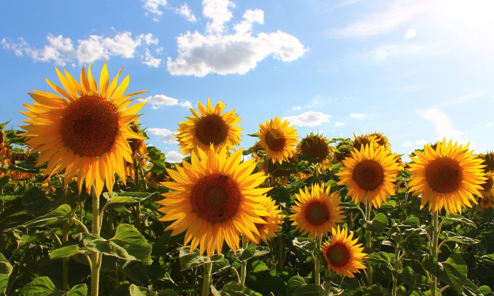 field of sunflowers