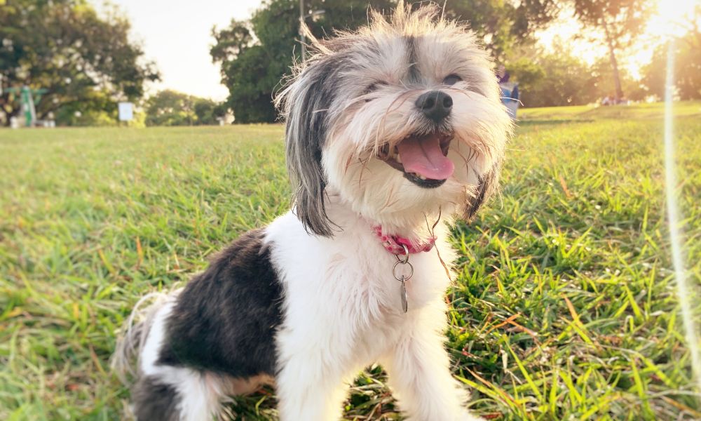 cute dog
