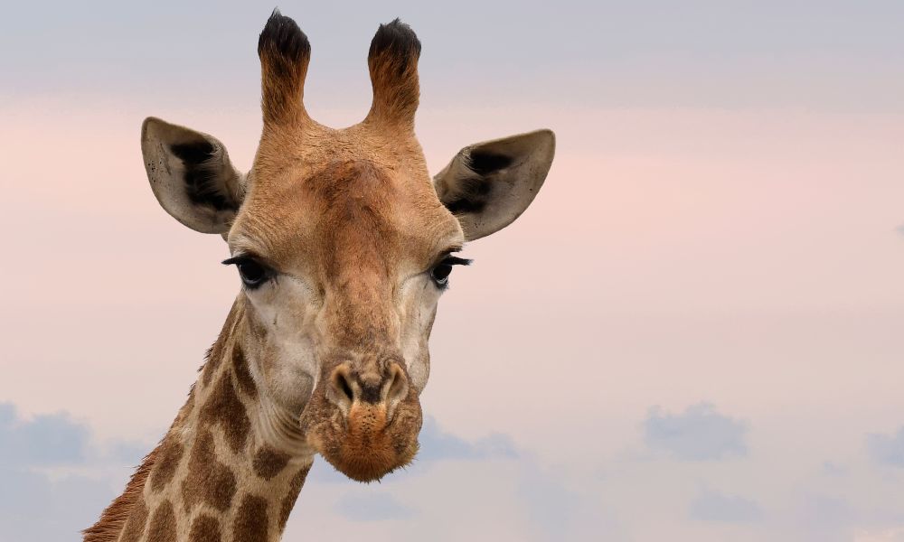 close up of a giraffe