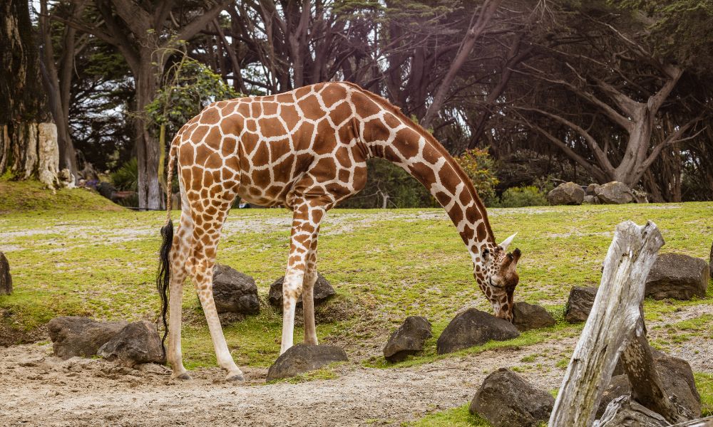 giraffe eating