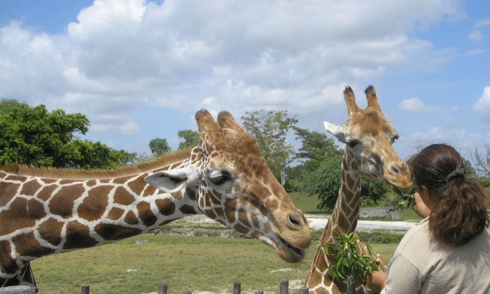 giraffes being fed
