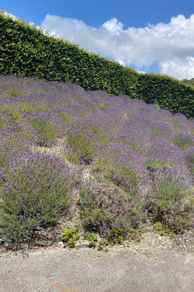 lavender at Eden Project