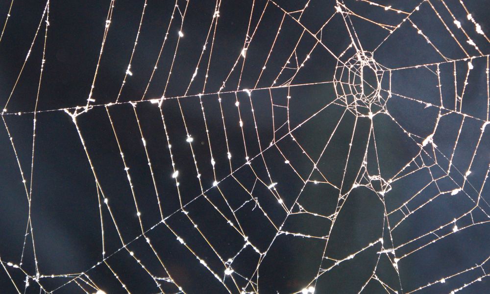 spiders web