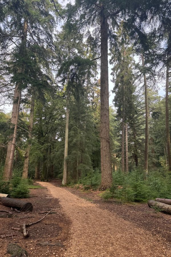 Tall Trees trail path