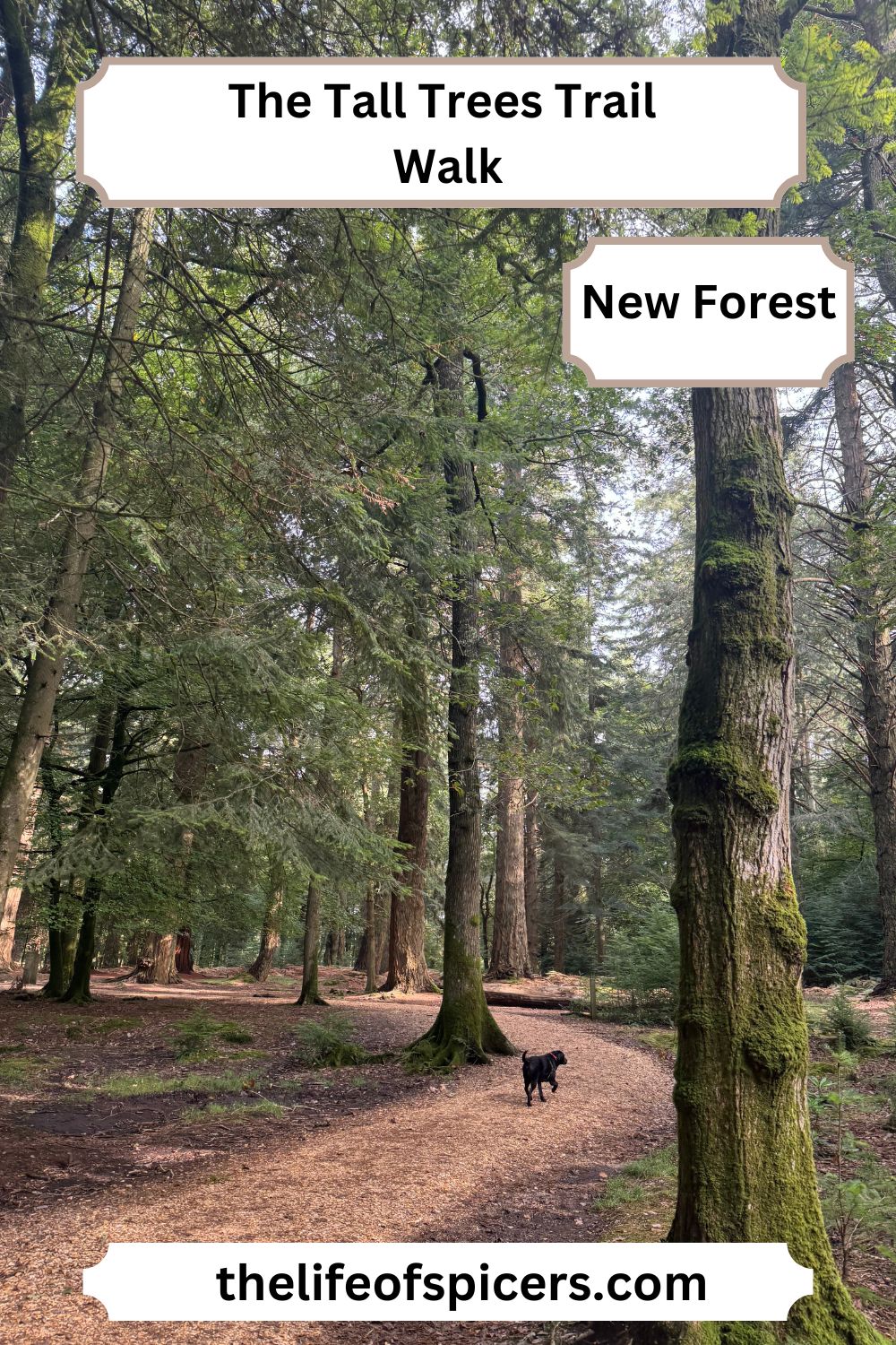 The Tall Trees Trail Walk New Forest